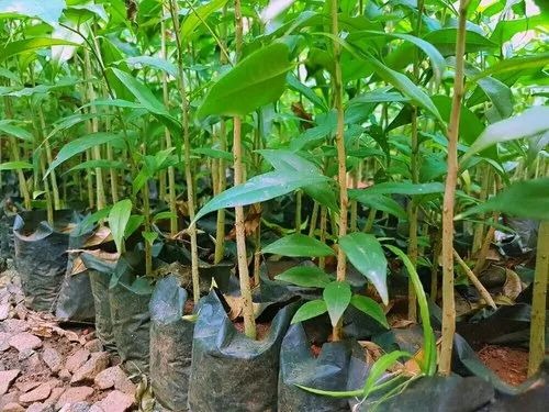 1561437035167 jpg 500x500.jpg