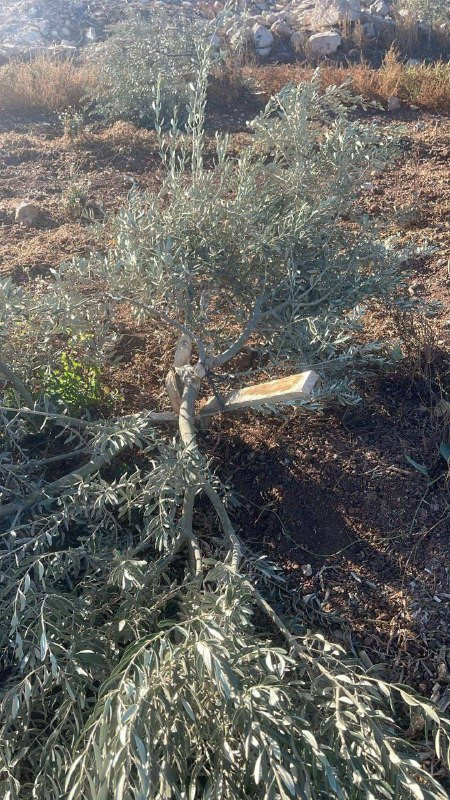 ميليشيات المستوطنين تقتحم أراضي المواطنين في المنيا جنوب بيت لحم، وتقطع نحو 60 شجرة زيتون....