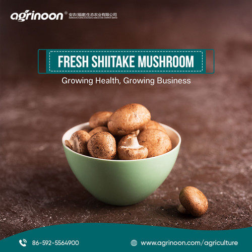 The world’s favorite culinary mushroom — now an unbeatable business opportunity!.jpg