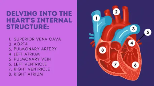 Delving into the Heart's Internal Structure.webp