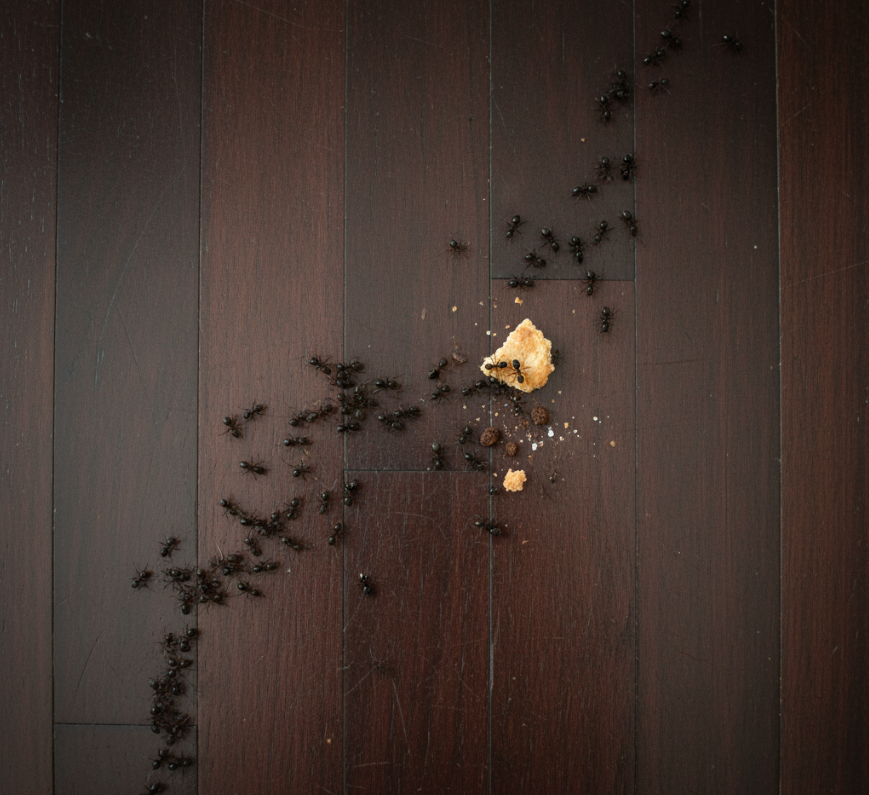 Ant control and extermination