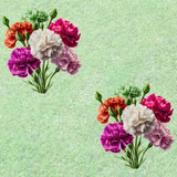 CARNATIONS