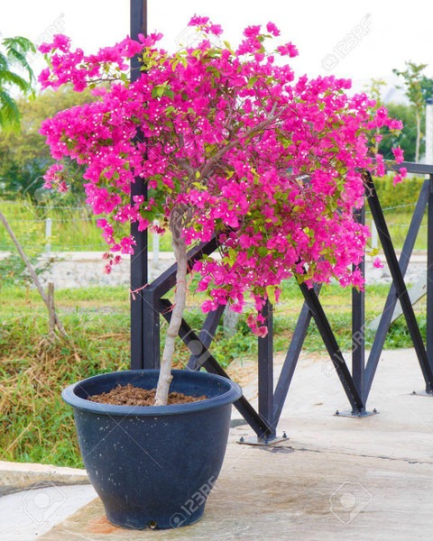 bougainvillea live plant 4 1 eco.jpg
