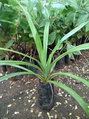 917y9r4jLBL. AC UF1000,1000 QL80.jpg