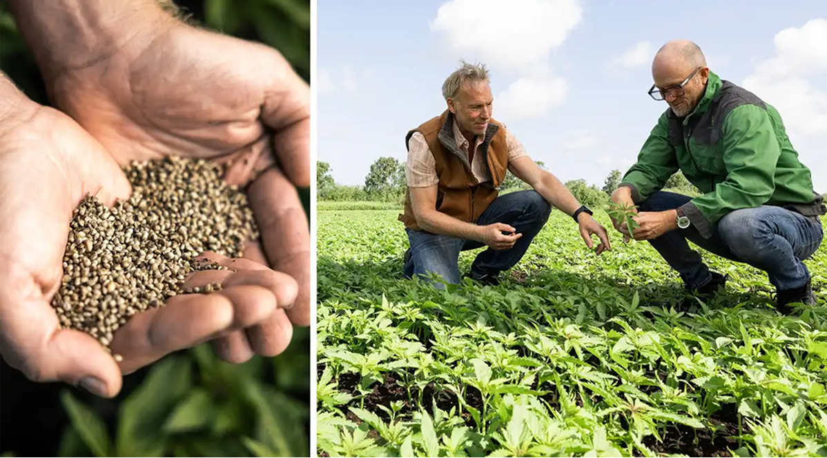 hempland-odling-hampafron-gotland