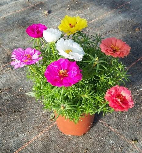 Portulaca grandiflora mix Vrolijke kleuren in 1 pot gevangen!.jpg
