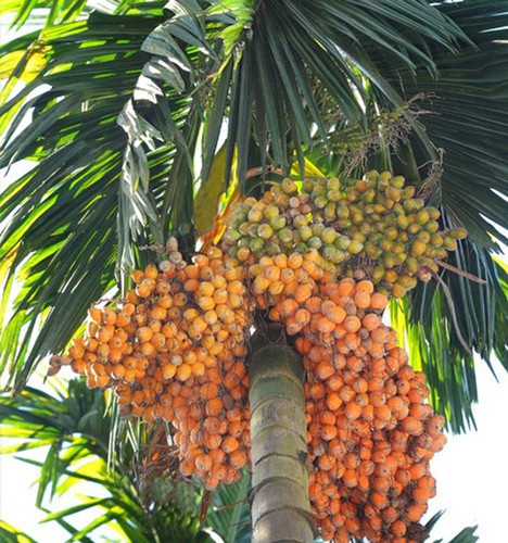 no perennial yes betel nut supar (2).jpg