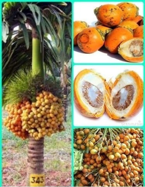 bp 11 hybrid quality betel nut p.jpg