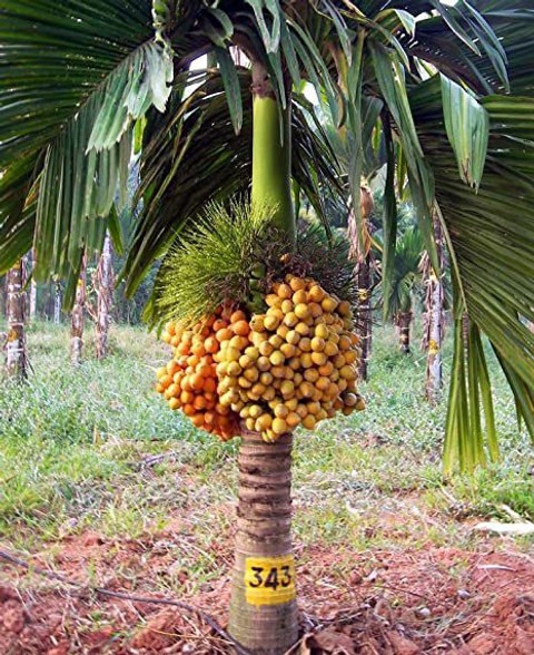 no perennial yes betel nut supar.jpg