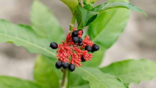 Graines de Rauvolfia serpentina Sarpagandha Boutique Végétale.jpg