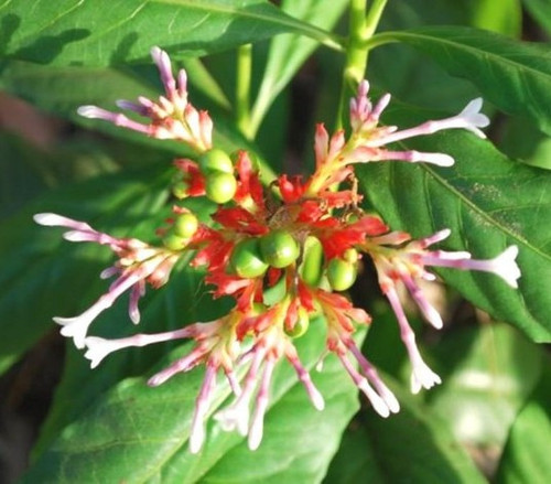 b08w6zsdn4 1 plantzoin original.jpg
