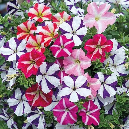 22 m25petunia flower seeds6 bdsr.jpg