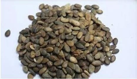 41M2Si3q9YL. AC .jpg