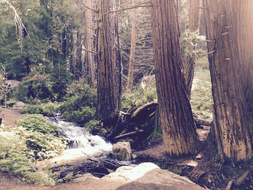 Big Sur forest.jpg