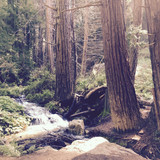Big Sur forest