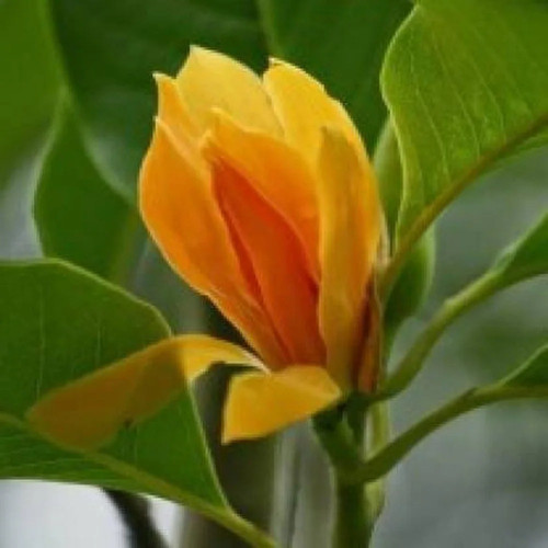 cloud farm hybrid swarna champa.jpg