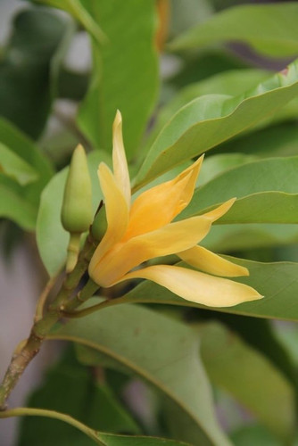 annual no yes champa golden cham.jpg