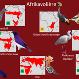 Afrikavolière
