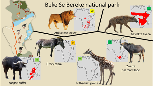 Beke Se Bereke 4.png