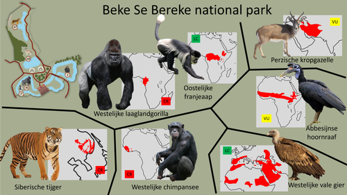 Beke Se Bereke 2.png