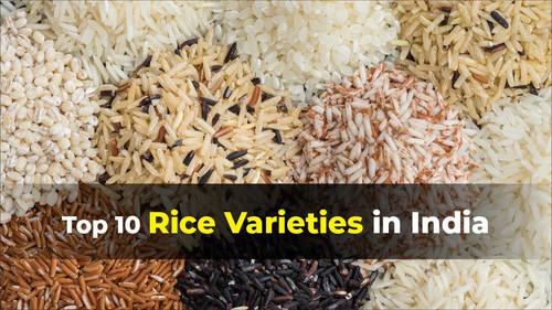 Find The Rice Varieties are in India.jpg