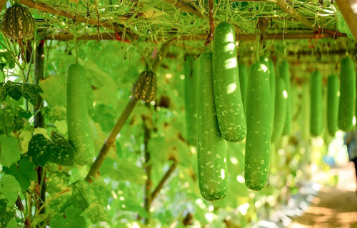 71vOXJtRmML. SL1500 .jpg