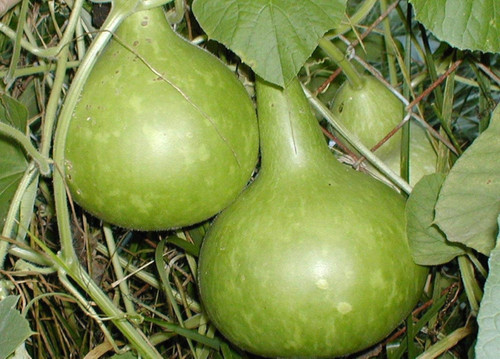 81GNmuAcAkL. AC SL1500 .jpg
