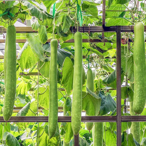 81pW5R3pxCL. AC SL1500 .jpg