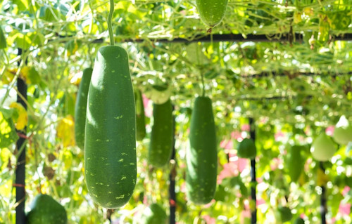 81Z6p82do3L. SL1500 .jpg