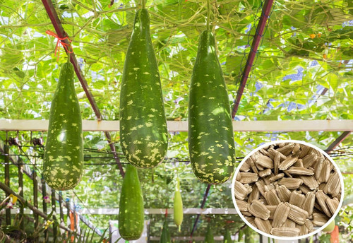 81 NiRXNC1L. SL1500 .jpg