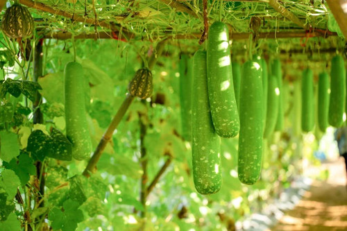 61j5rOVNRoL. SL1024 .jpg