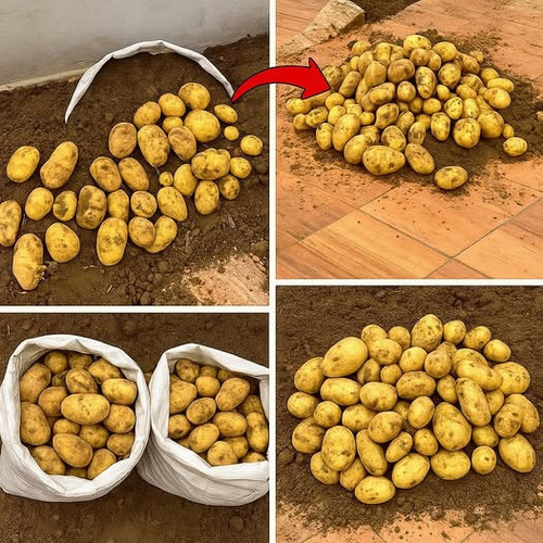 505109955 122204075930062092 124804191449896835 n.jpg?stp=dst jpg p526x296 tt6& nc cat=101&ccb=1 7& .jpg