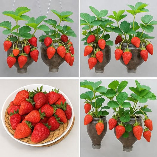 504750434 122203687184062092 9011072466797780099 n.jpg?stp=dst jpg p526x296 tt6& nc cat=106&ccb=1 7&.jpg