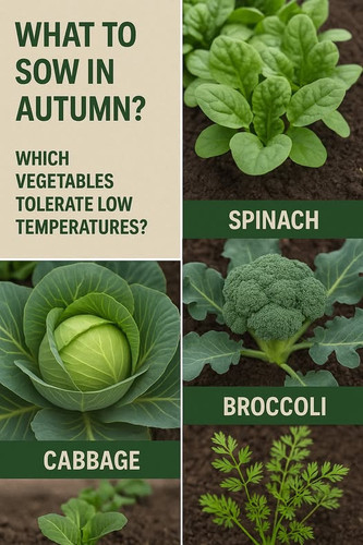 538700329 122211776486062092 8535354527556611400 n.jpg?stp=dst jpg p526x296 tt6& nc cat=105&ccb=1 7&.jpg