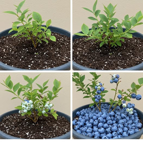 532527629 122210749472062092 7422165504259227344 n.jpg?stp=dst jpg p526x296 tt6& nc cat=100&ccb=1 7&.jpg