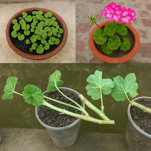 488884649 122195868422062092 7567107434730332049 n.jpg?stp=dst jpg p526x296 tt6& nc cat=107&ccb=1 7&.jpg