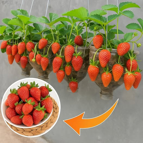 489658015 122195865278062092 1909808039140959143 n.jpg?stp=dst jpg p526x296 tt6& nc cat=103&ccb=1 7&.jpg