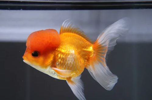 Online Goldfish Store.png