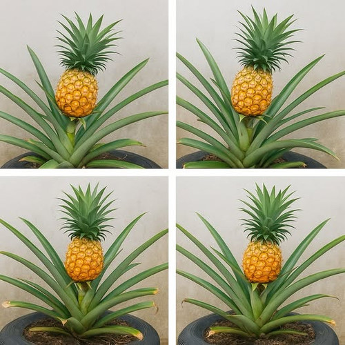 507598438 122205002726062092 3018186568768345263 n.jpg?stp=dst jpg p526x296 tt6& nc cat=102&ccb=1 7&.jpg