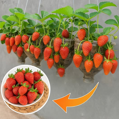 489658015 122195865278062092 1909808039140959143 n.jpg?stp=dst jpg p526x296 tt6& nc cat=103&ccb=1 7&.jpg