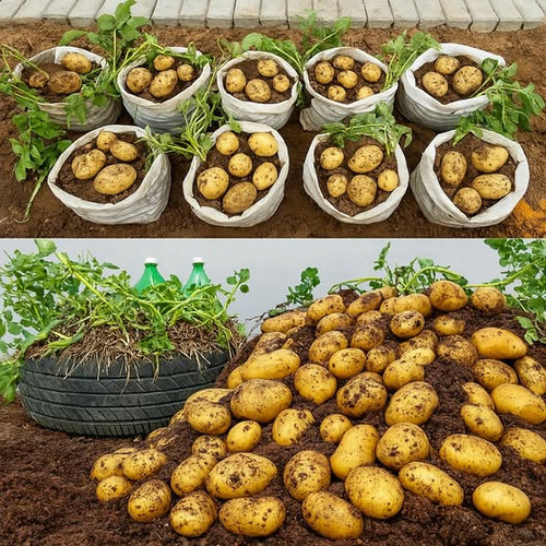 489607643 122195864282062092 1089550137568679744 n.jpg?stp=dst jpg p526x296 tt6& nc cat=105&ccb=1 7&.jpg