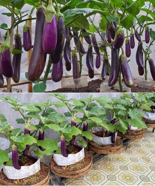 480622050 122189565266062092 8865331549902141743 n.jpg?stp=dst jpg s600x600 tt6& nc cat=102&ccb=1 7&.jpg