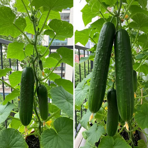 495215847 122199903428062092 5285478269187617520 n.jpg?stp=dst jpg p526x296 tt6& nc cat=108&ccb=1 7&.jpg