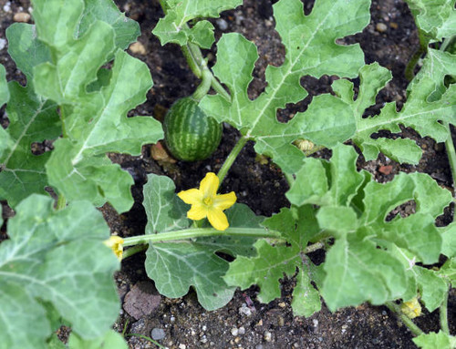 Bitter apple, Citrullus, colocynthis is an annual plant with a whitish root and downcast, angular an.jpg