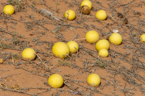 Desert Squash (Citrullus colocynthis) (Handhal) in the sand in the United Arab Emirates (UAE)..jpg