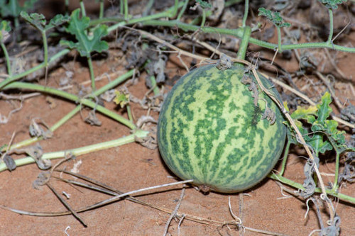 Desert Squash (Citrullus colocynthis) (Handhal) in the sand in the United Arab Emirates (UAE) at nig.jpg