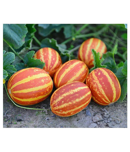 61L12vcXWwL.jpg