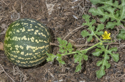Bitter apple (Citrullus colocynthis) flowering with fruit..jpg