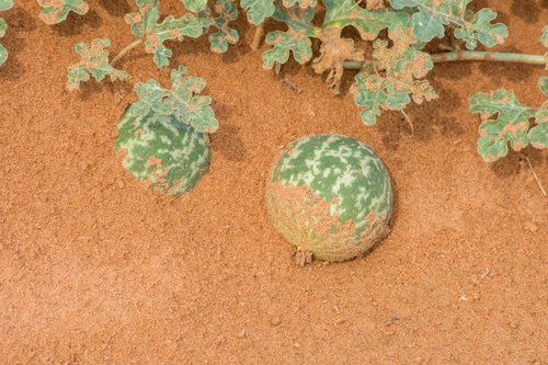 Green Desert Squash (Citrullus colocynthis) (Handhal) on a vine in the sand in the United Arab Emira.jpg