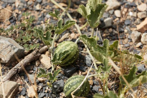 Fruit of a colocynth (Citrullus colocynthis), a wild melon used for medicine, as food or soap produc.jpg